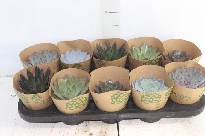 <h4>ECHEVERIA P11</h4>