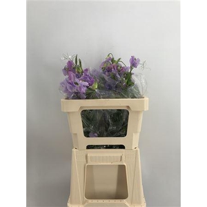 Lathyr Lavender Shin