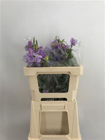<h4>Lathyr Lavender Shin</h4>