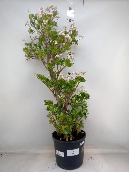 <h4>Crassula ovata</h4>