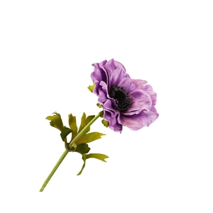 Anemoon Lilac