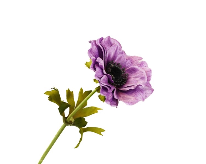 Anemoon Lilac