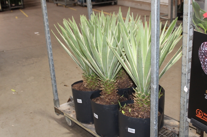 <h4>AGAVE ANGUSTIFOLIA TR 18L</h4>