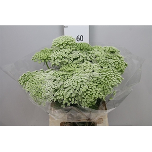 Ammi Visnaga