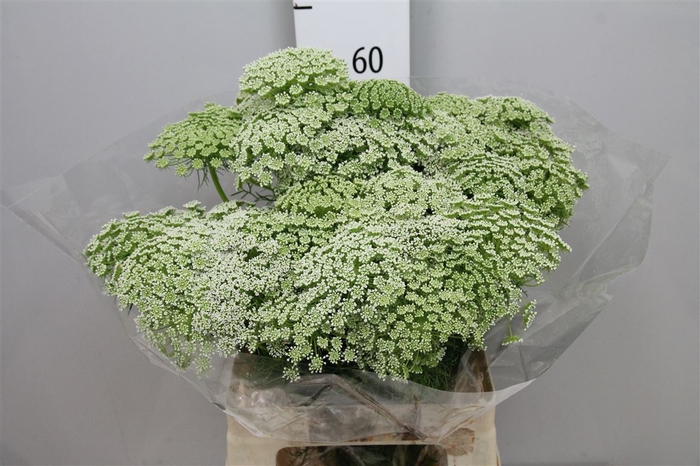 <h4>Ammi Visnaga</h4>