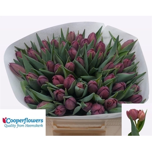 Tu Du Alison Bradley