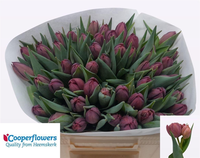 <h4>Tu Du Alison Bradley</h4>