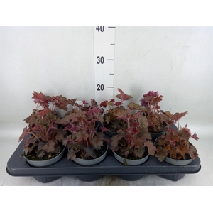 Heuchera micrantha 'Palace Purple'