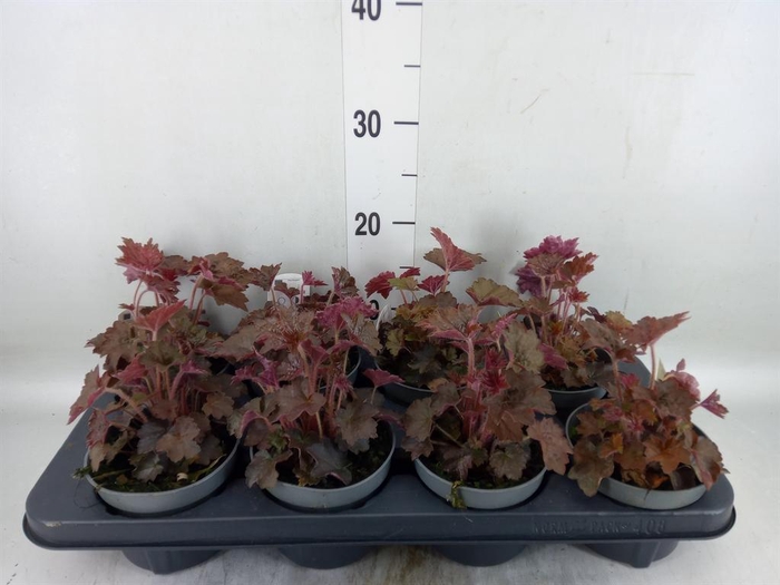 <h4>Heuchera micrantha 'Palace Purple'</h4>
