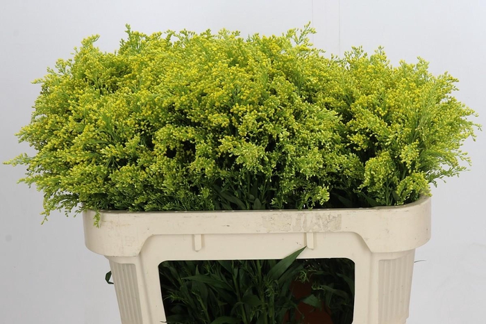 <h4>Solidago Tara Gold</h4>