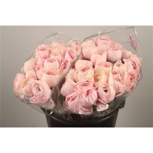 Ran.. Su Favola Extra