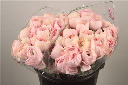 <h4>Ran.. Su Favola Extra</h4>