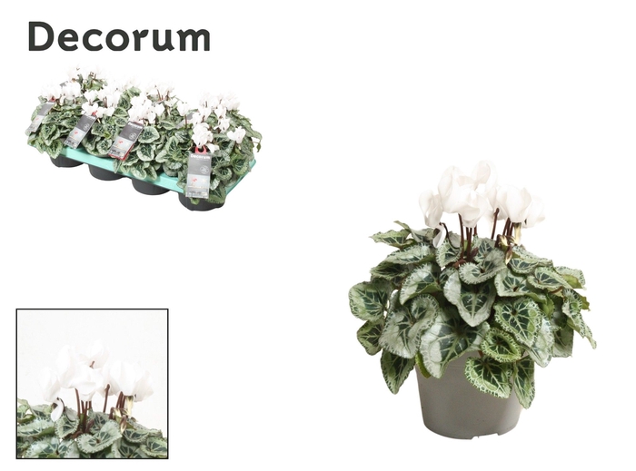 Cyclamen 'White Metis Decora' | Decorum