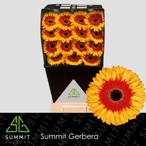 Gerbera Candy Corn Diamond