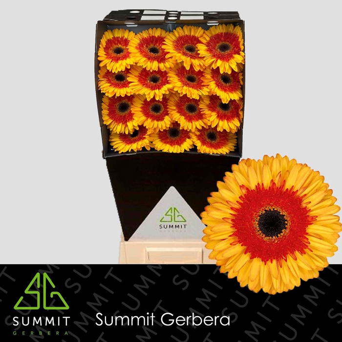 <h4>Gerbera Candy Corn Diamond</h4>