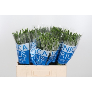 Veronica Caya Wit Spray