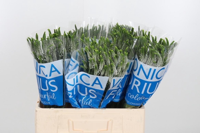 <h4>Veronica Caya Wit Spray</h4>