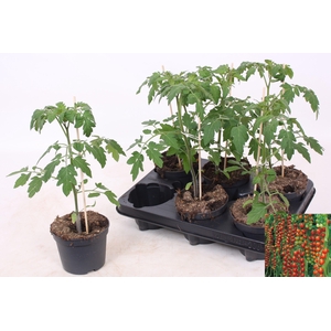 TOMATENPLANTEN