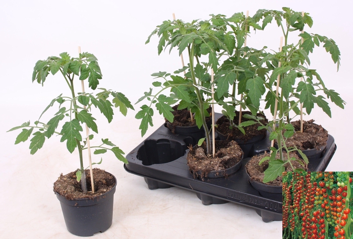 <h4>TOMATENPLANTEN</h4>