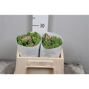 Hyac Splend Cornelia