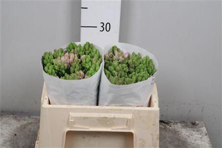 <h4>Hyac Splend Cornelia</h4>