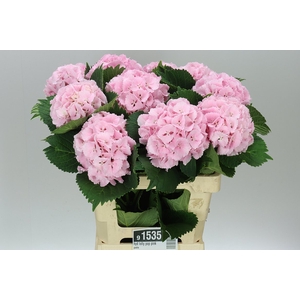 Hyd Lolly Pop Pink Pale