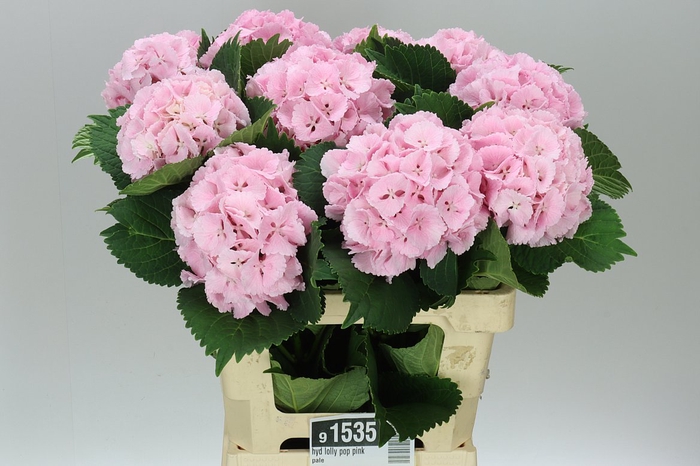 <h4>Hyd Lolly Pop Pink Pale</h4>