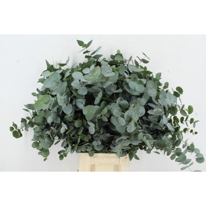 EUC CINEREA 300GR
