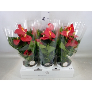 Anthurium andr. 'Red Champion'