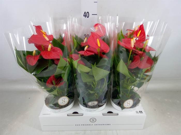 <h4>Anthurium andr. 'Red Champion'</h4>
