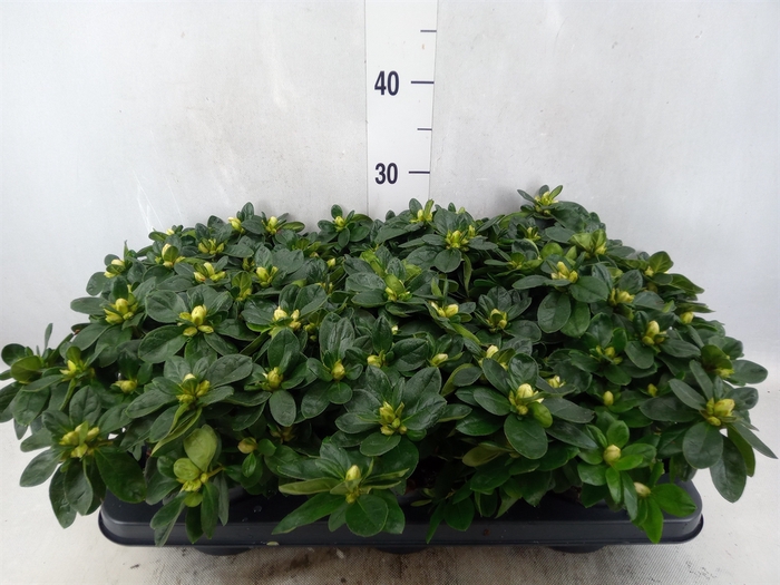 <h4>Rhododendron sim. 'Terra Nova'</h4>