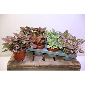 arr8 Hypoest Conf C Gem