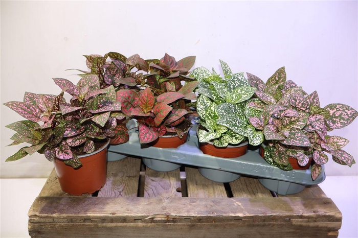 <h4>arr8 Hypoest Conf C Gem</h4>