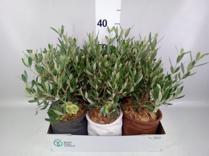 <h4>Arr.   Tuinplanten L%</h4>