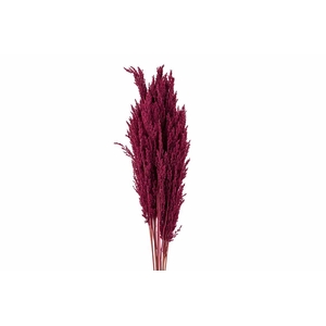 Dried Pampas Gras Red (8 Stems) Bunch