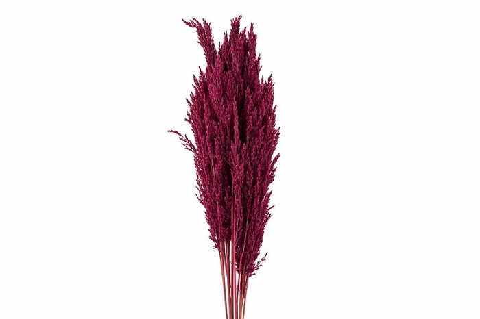 <h4>Dried Pampas Gras Red (8 Stems) Bunch</h4>