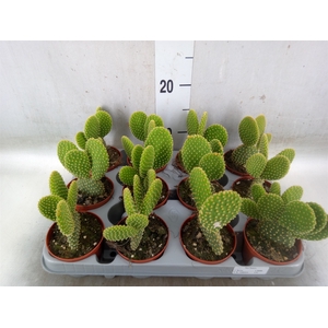 Opuntia microdasys var. pallida