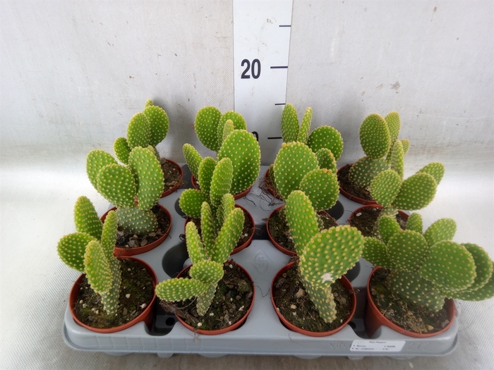 <h4>Opuntia microdasys var. pallida</h4>