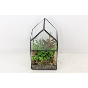 arr3 SN - Terrarium glas house x6