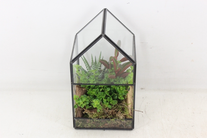 <h4>arr3 SN - Terrarium glas house x6</h4>