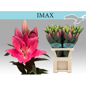 LI OR IMAX