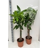 Pachira Aquatica