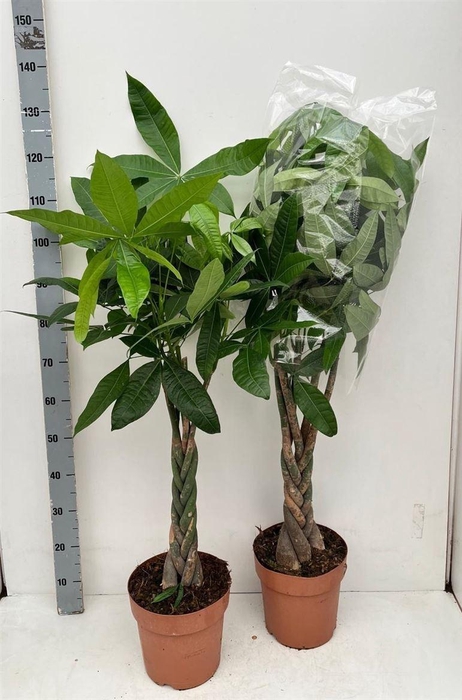 Pachira Aquatica
