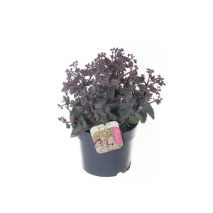 Sedum telephium Seduction Rosé Soir