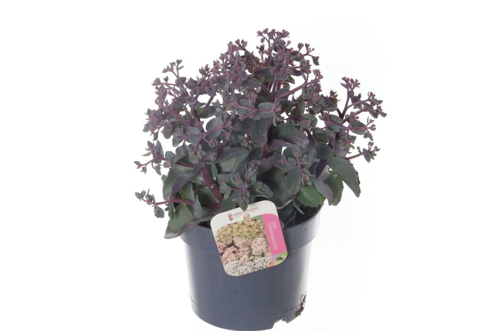 <h4>Sedum telephium Seduction Rosé Soir</h4>