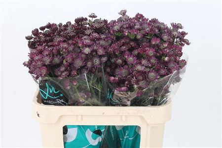 <h4>Astrantia Star Of Desire Dark Red</h4>