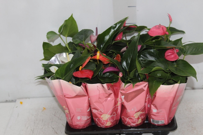 <h4>ANTHURIUM VARIADO P06</h4>