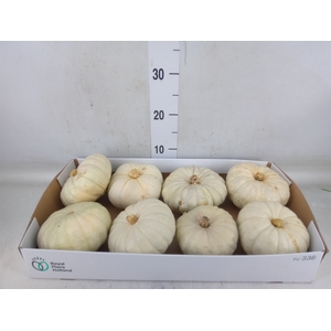 Cucurbita