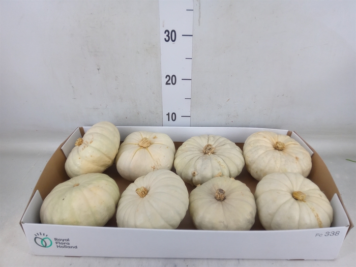 <h4>Cucurbita</h4>