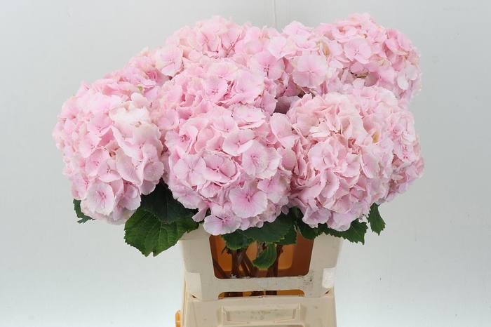 <h4>Hydr M Ch Verena</h4>